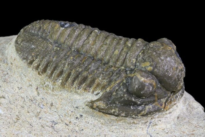 Bargain, Gerastos Trilobite Fossil - Morocco #84614